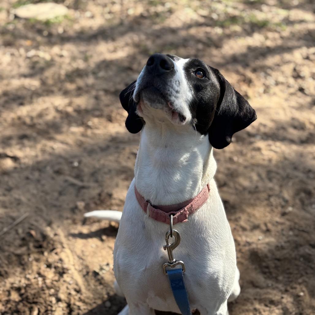Enlarge Martini, a Adoptable Mixed Breed in Pensacola, FL image 4/6
