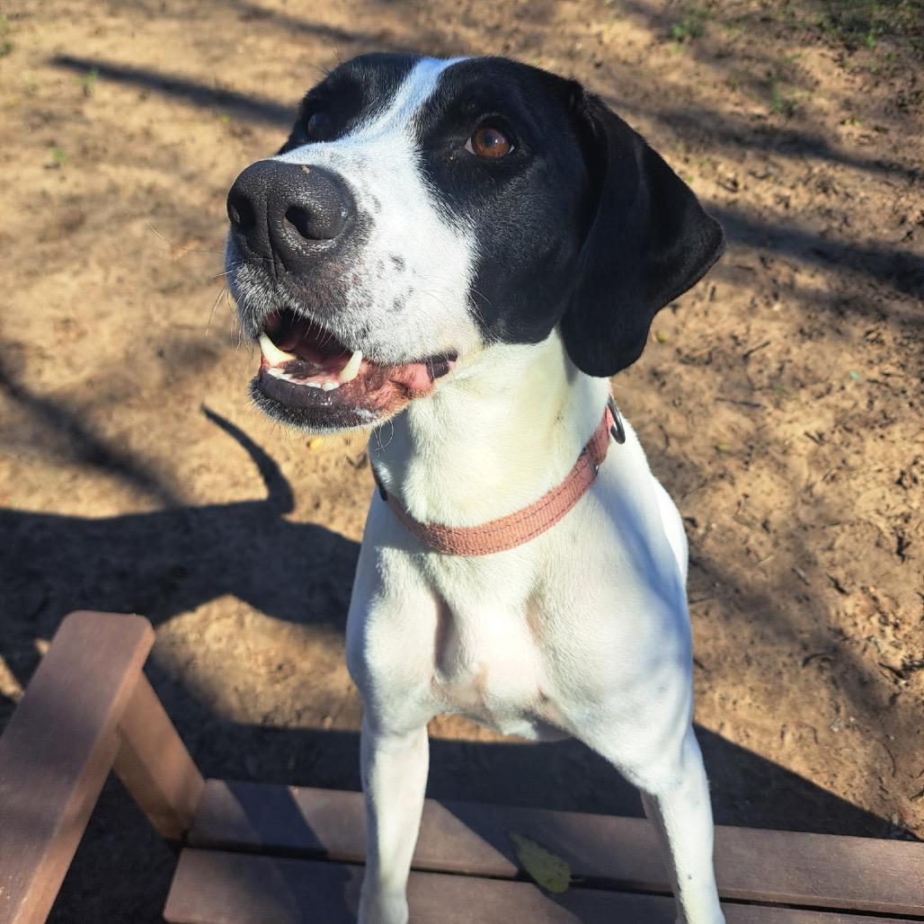 Enlarge Martini, a Adoptable Mixed Breed in Pensacola, FL image 5/6