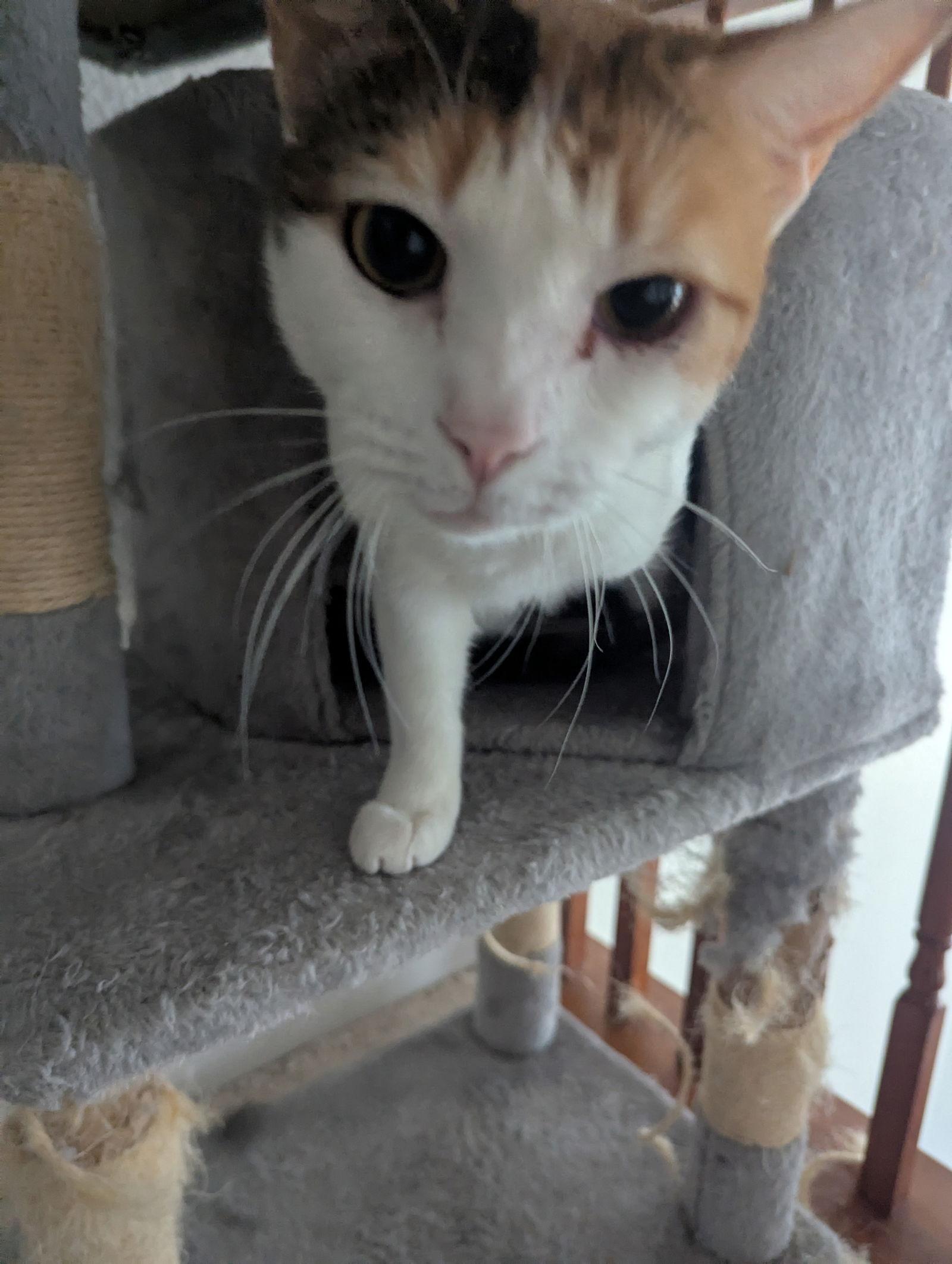 Cali, a Adoptable Domestic Short Hair in Walnut Creek, CA image 2/3