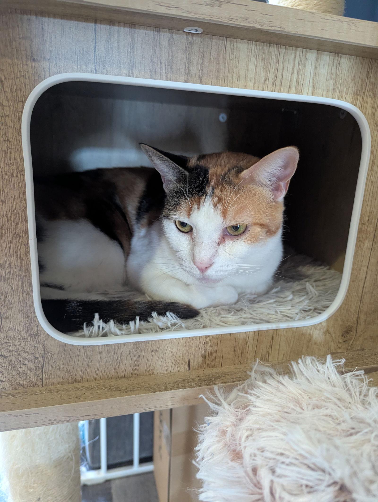 Cali, a Adoptable Domestic Short Hair in Walnut Creek, CA image 3/3