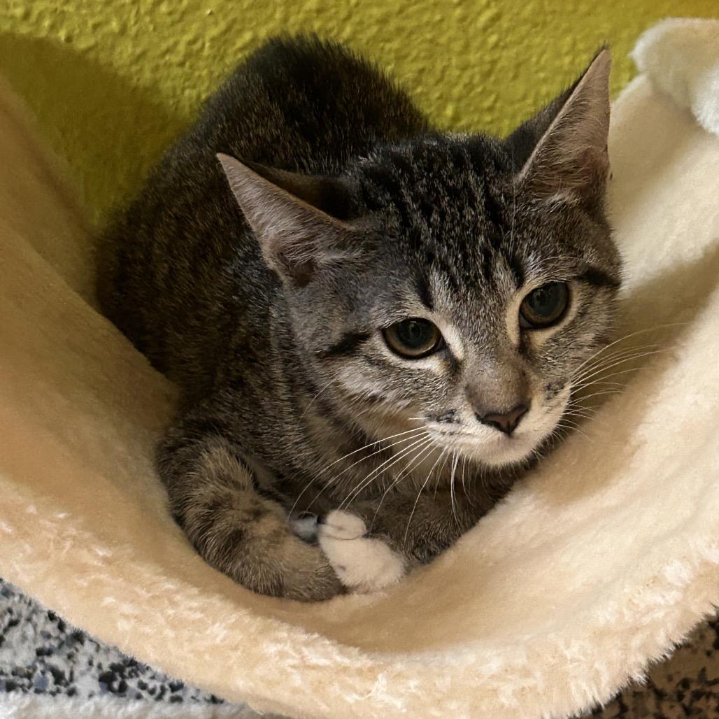 Enlarge Scary Larry, a Adoptable Domestic Short Hair in Fresno, CA image 1/4