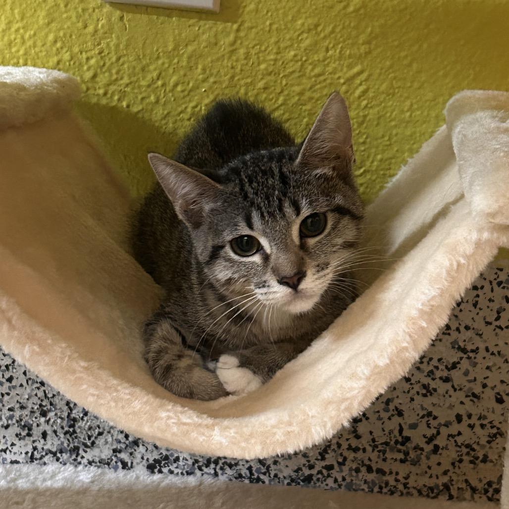 Enlarge Scary Larry, a Adoptable Domestic Short Hair in Fresno, CA image 2/4