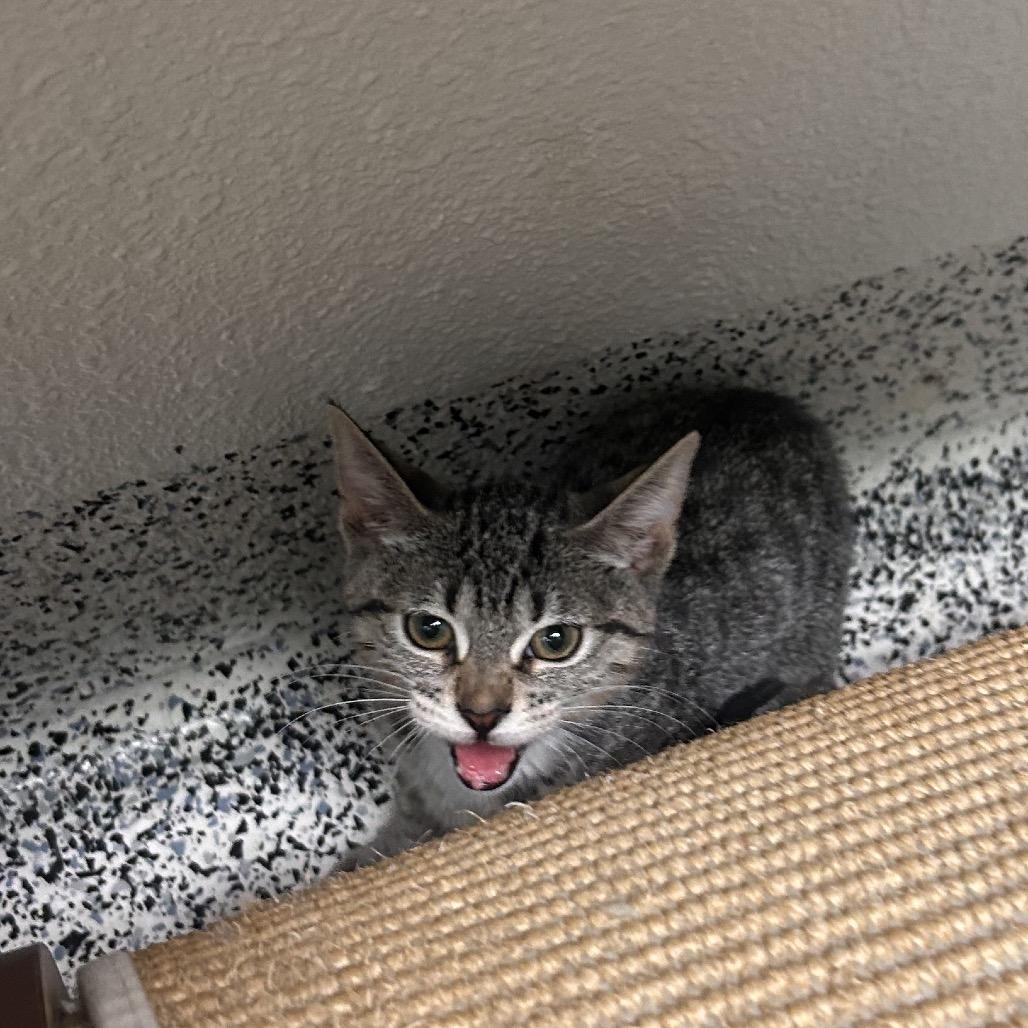Enlarge Scary Larry, a Adoptable Domestic Short Hair in Fresno, CA image 3/4