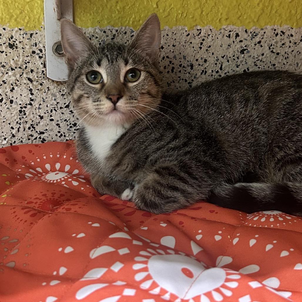 Enlarge Scary Larry, a Adoptable Domestic Short Hair in Fresno, CA image 4/4