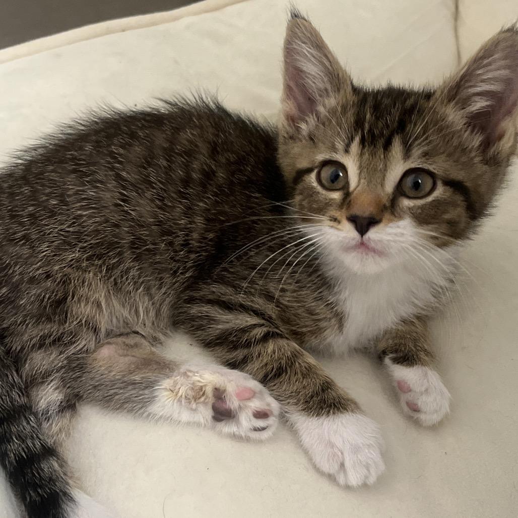 Trout, Adoptable, Kitten Female Domestic Medium Hair.