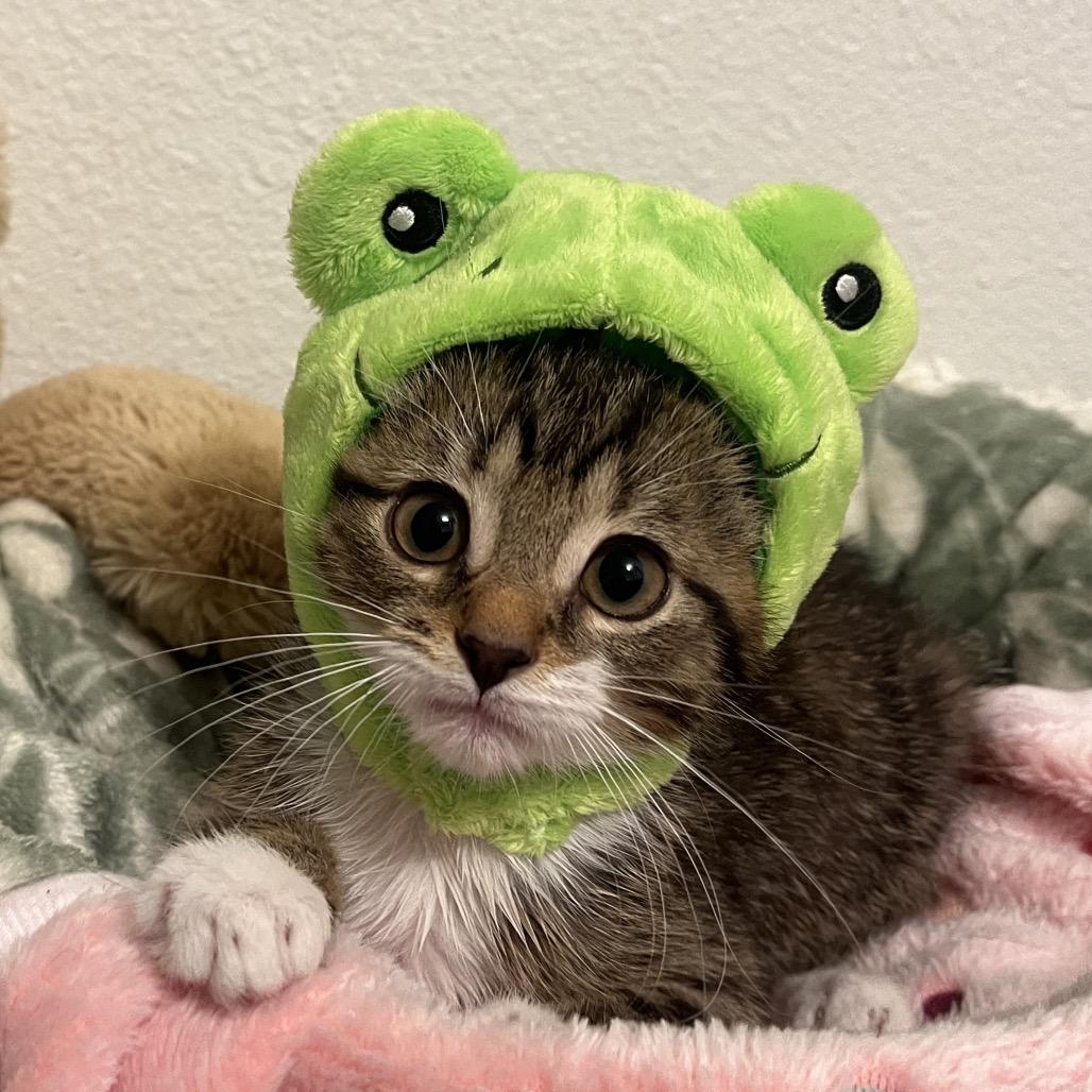 Trout, a Adoptable Domestic Medium Hair in Keizer, OR image 2/2