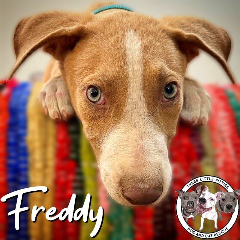 Dog for adoption Freddy Flintstone, a German Shepherd Dog Mix in