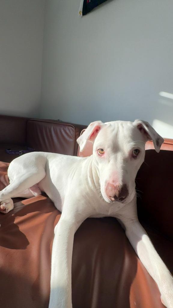 Yeti, Adoptable, Young Male Dogo Argentino.