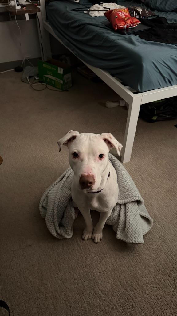 Enlarge Yeti, a Adoptable mixed breed in Bloomington, IN image 2/6
