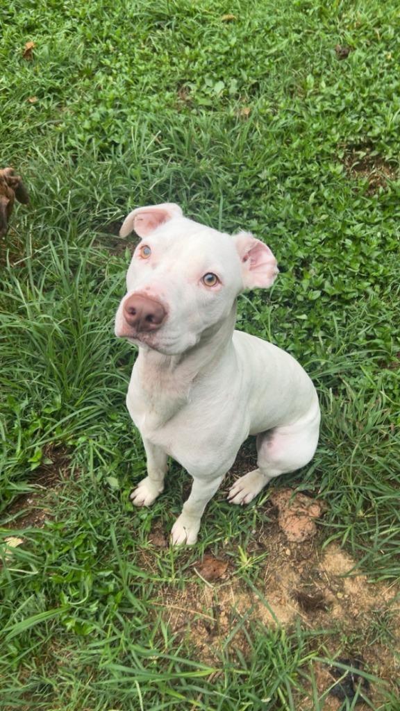 Enlarge Yeti, a Adoptable mixed breed in Bloomington, IN image 3/6