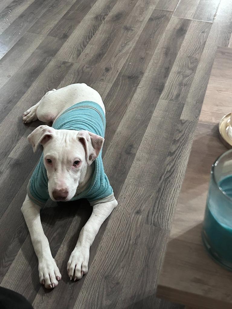 Enlarge Yeti, a Adoptable mixed breed in Bloomington, IN image 4/6