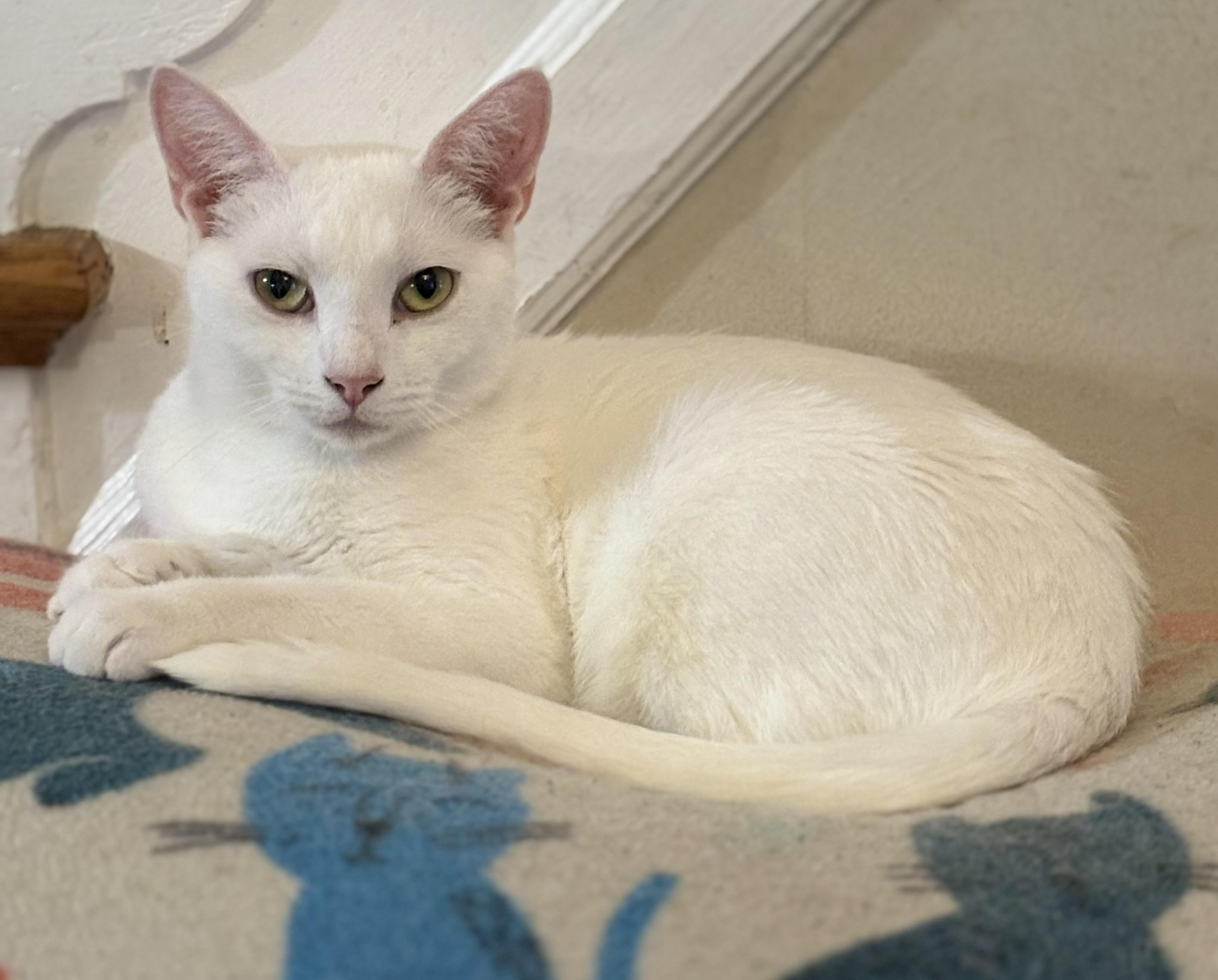 Feta, Young Female Domestic Short Hair
