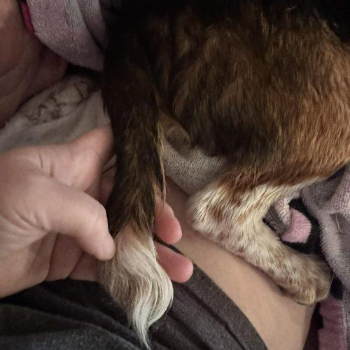 Enlarge Ben, a Adoptable Beagle in Kent, WA image 1/5