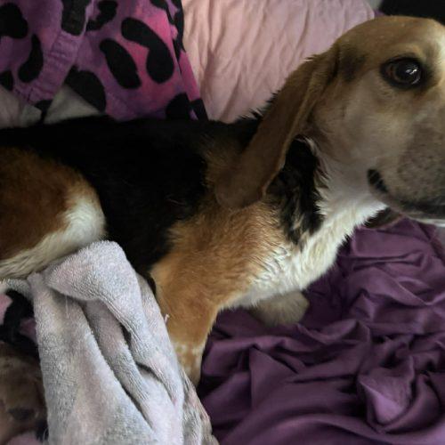 Enlarge Ben, a Adoptable Beagle in Kent, WA image 2/5