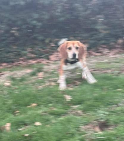 Enlarge Ben, a Adoptable Beagle in Kent, WA image 3/5