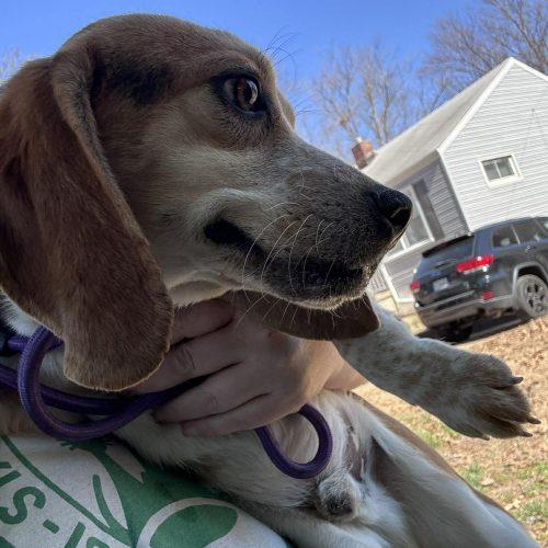 Enlarge Ben, a Adoptable Beagle in Kent, WA image 4/5