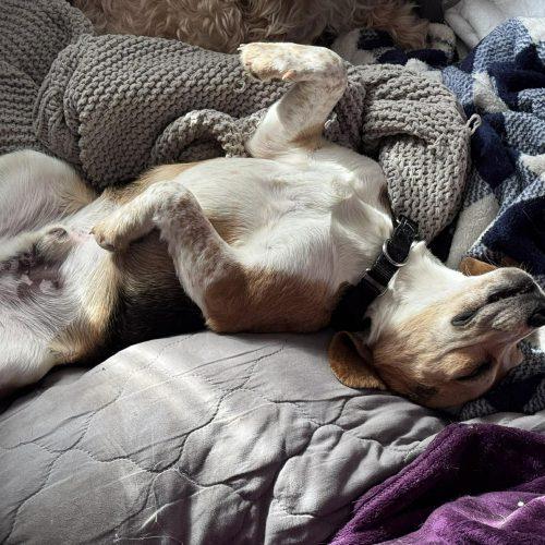 Enlarge Ben, a Adoptable Beagle in Kent, WA image 5/5