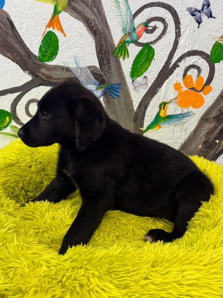 Melvin 26, Adoptable, Puppy Male Labrador Retriever.