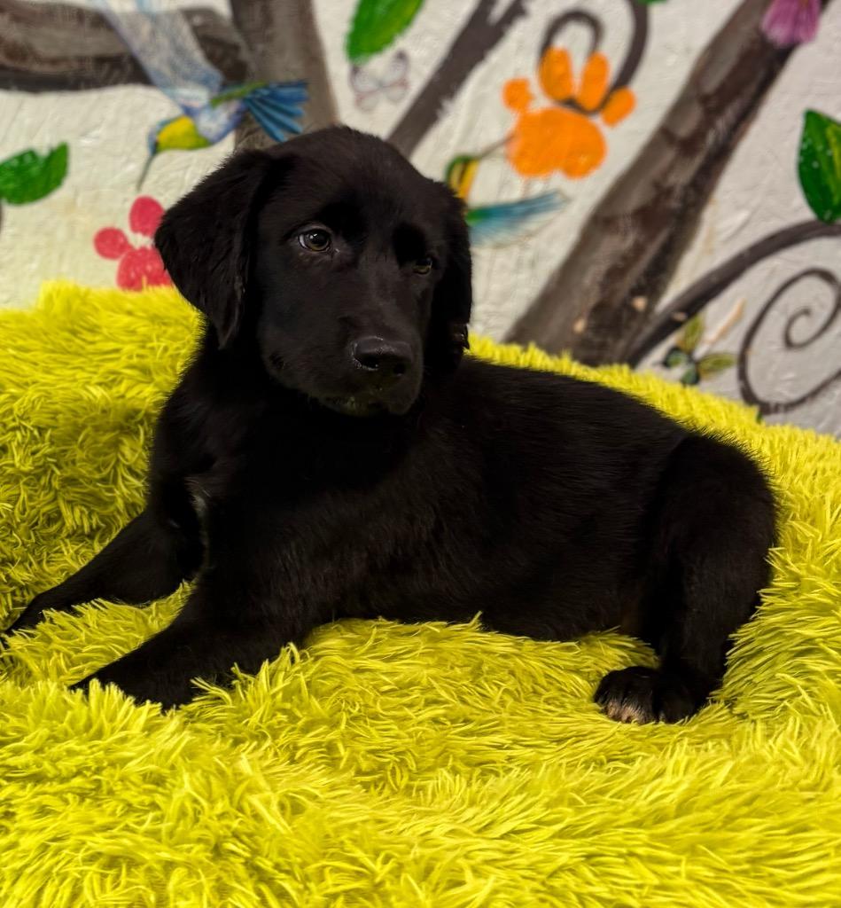 Enlarge Melvin 26, a Adoptable mixed breed in Brookhaven, MS image 2/4