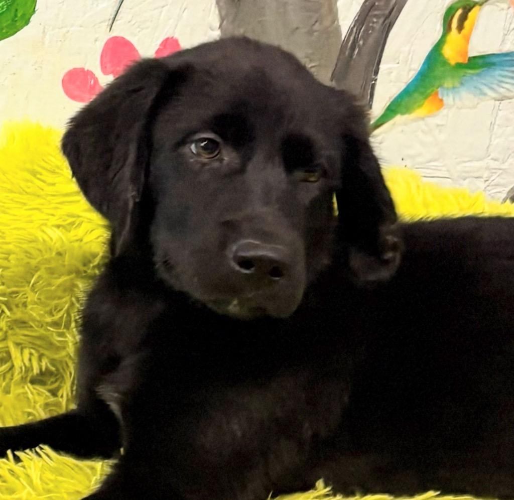 Enlarge Melvin 26, a Adoptable mixed breed in Brookhaven, MS image 3/4