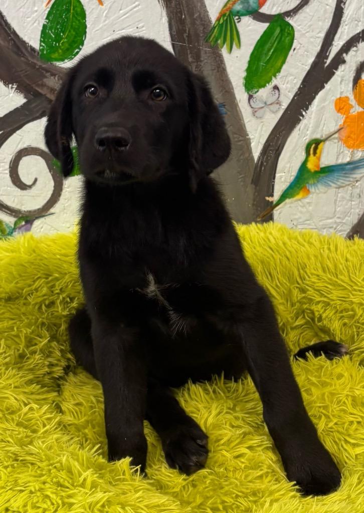 Enlarge Melvin 26, a Adoptable mixed breed in Brookhaven, MS image 4/4