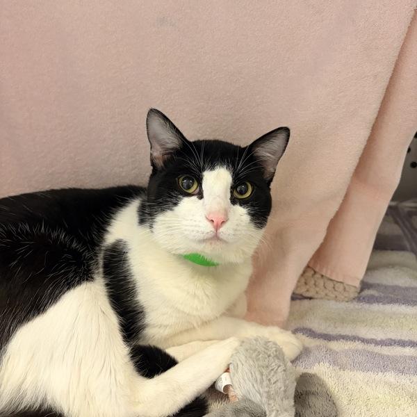 Kitty, Adoptable, Young Male Domestic Short Hair.