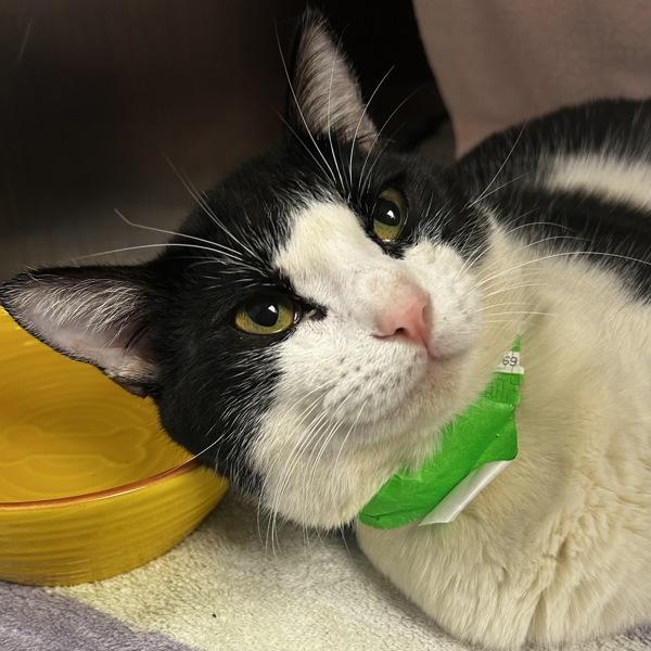 Enlarge Kitty, a Adoptable mixed breed in Oakland, CA image 2/2