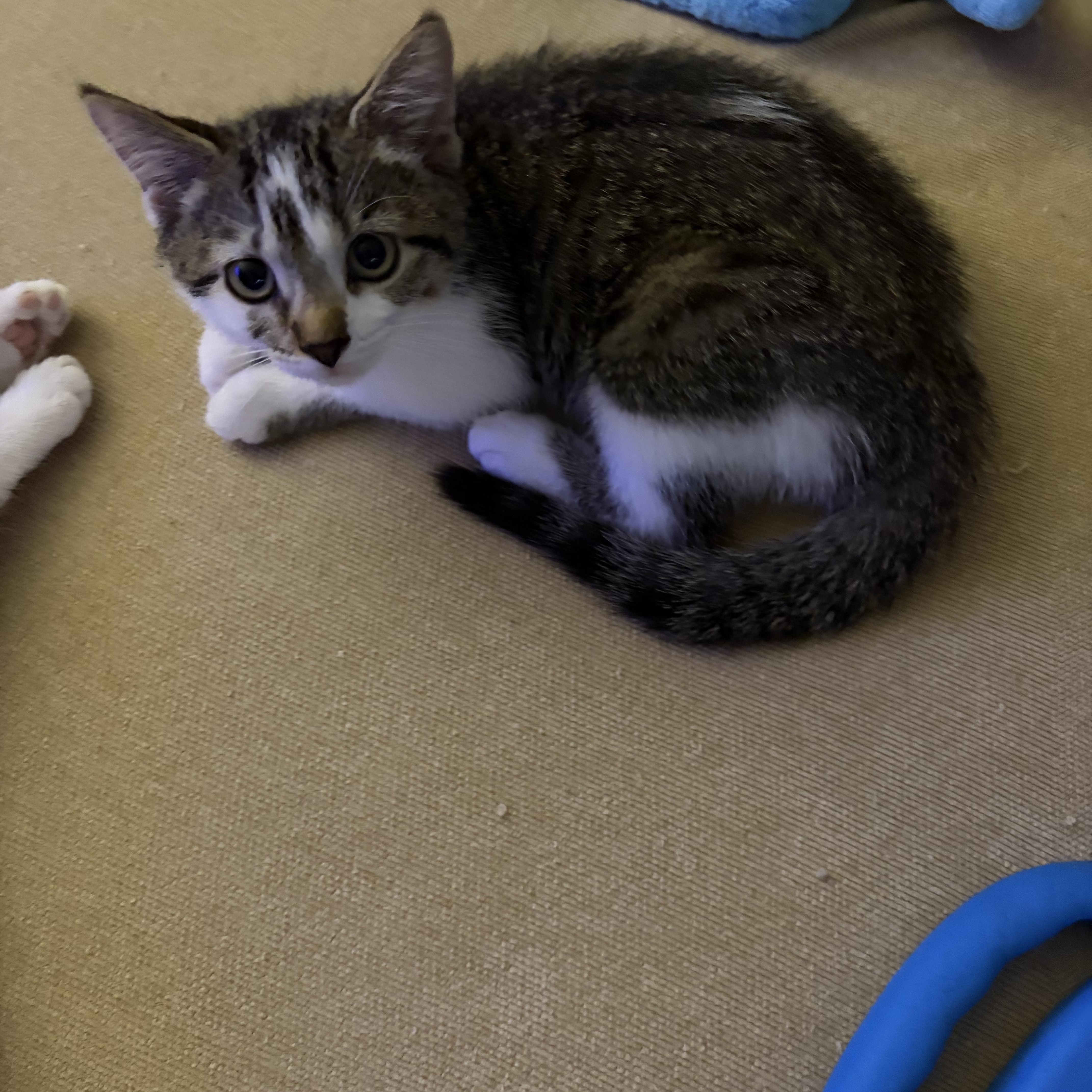 Enlarge Paige, a Adopted Domestic Short Hair in Staten Island, NY image 3/4