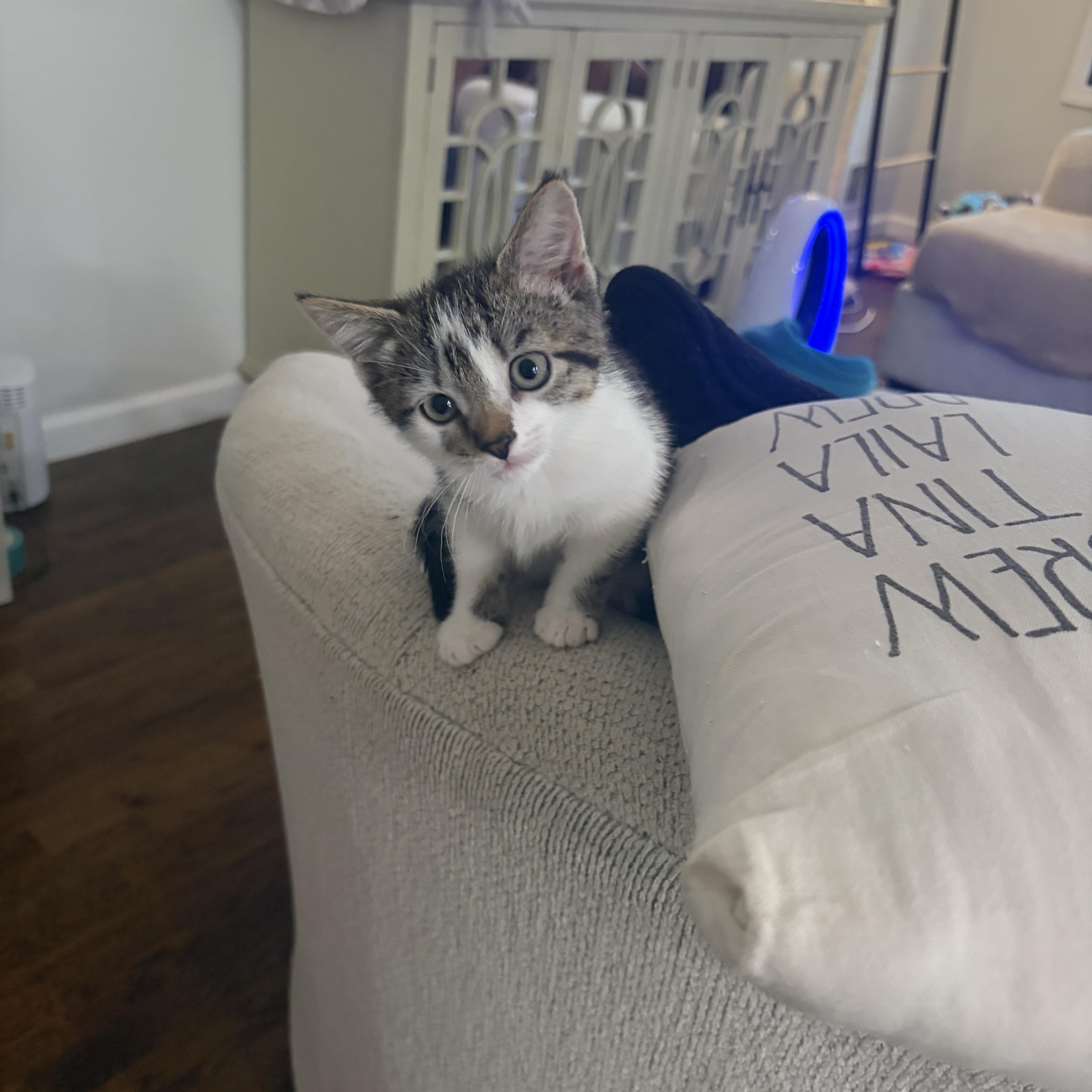 Enlarge Paige, a Adopted Domestic Short Hair in Staten Island, NY image 4/4