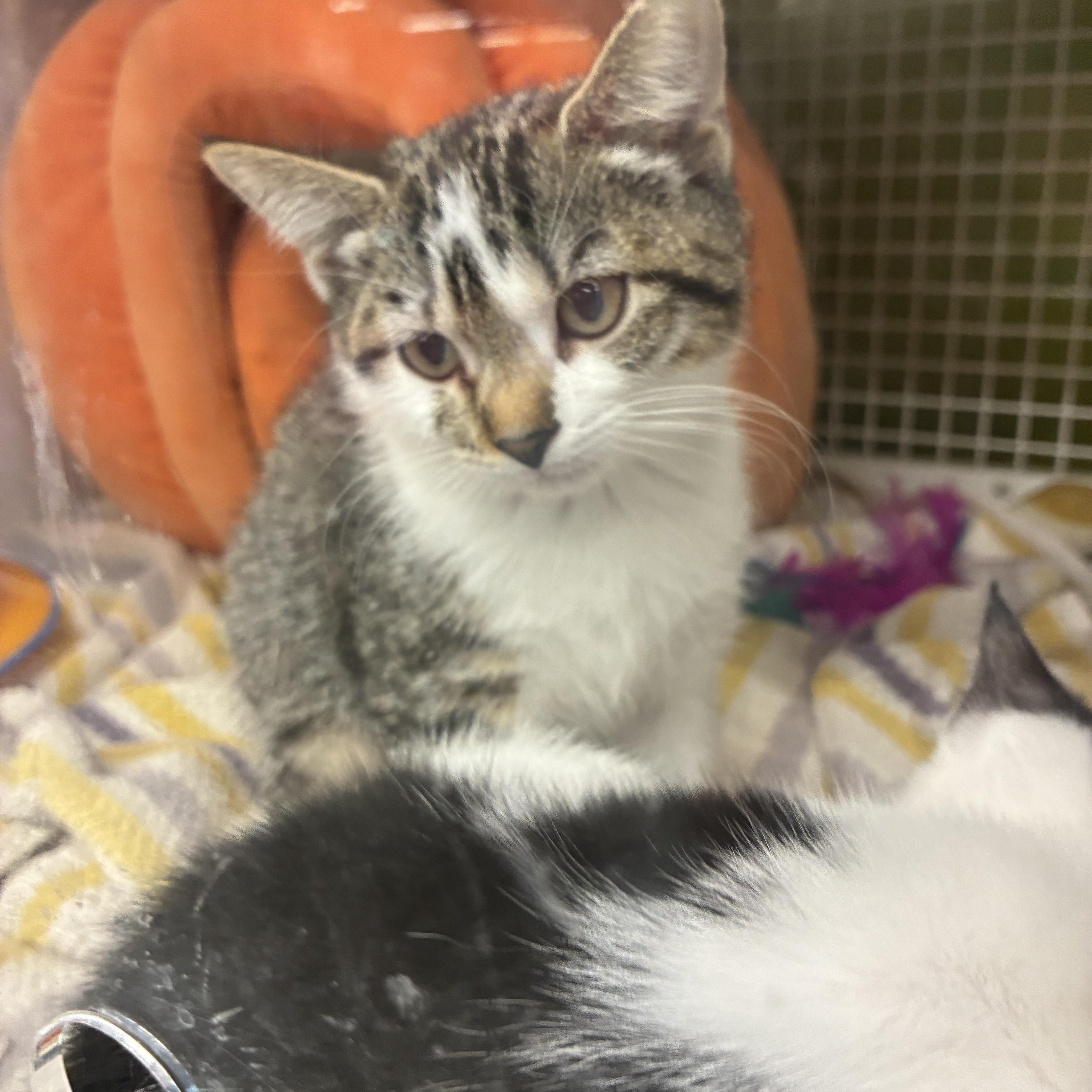 Paige, Adopted, Kitten Female Domestic Short Hair.