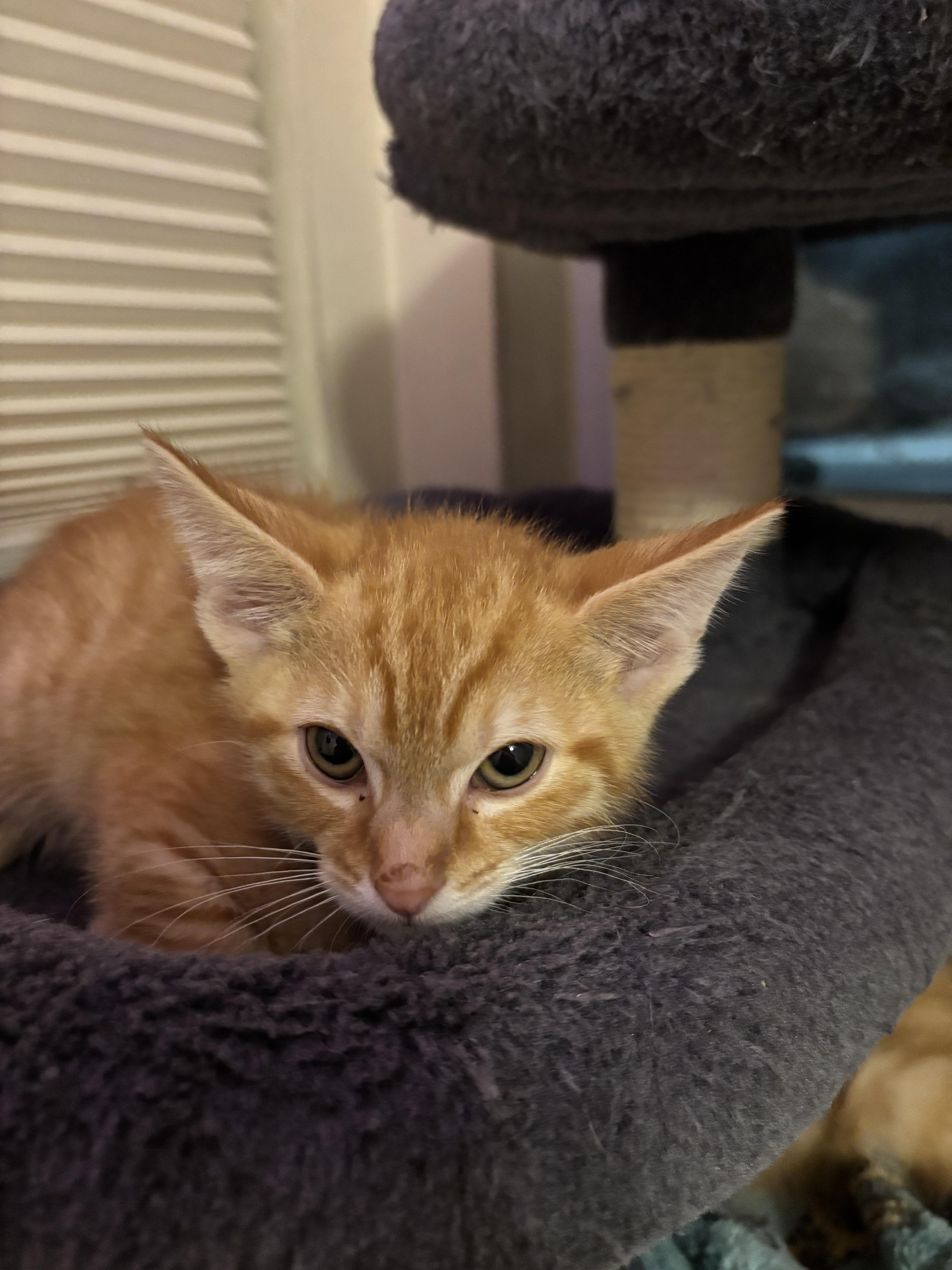 Galaxy, Adopted, Young Male Domestic Short Hair.