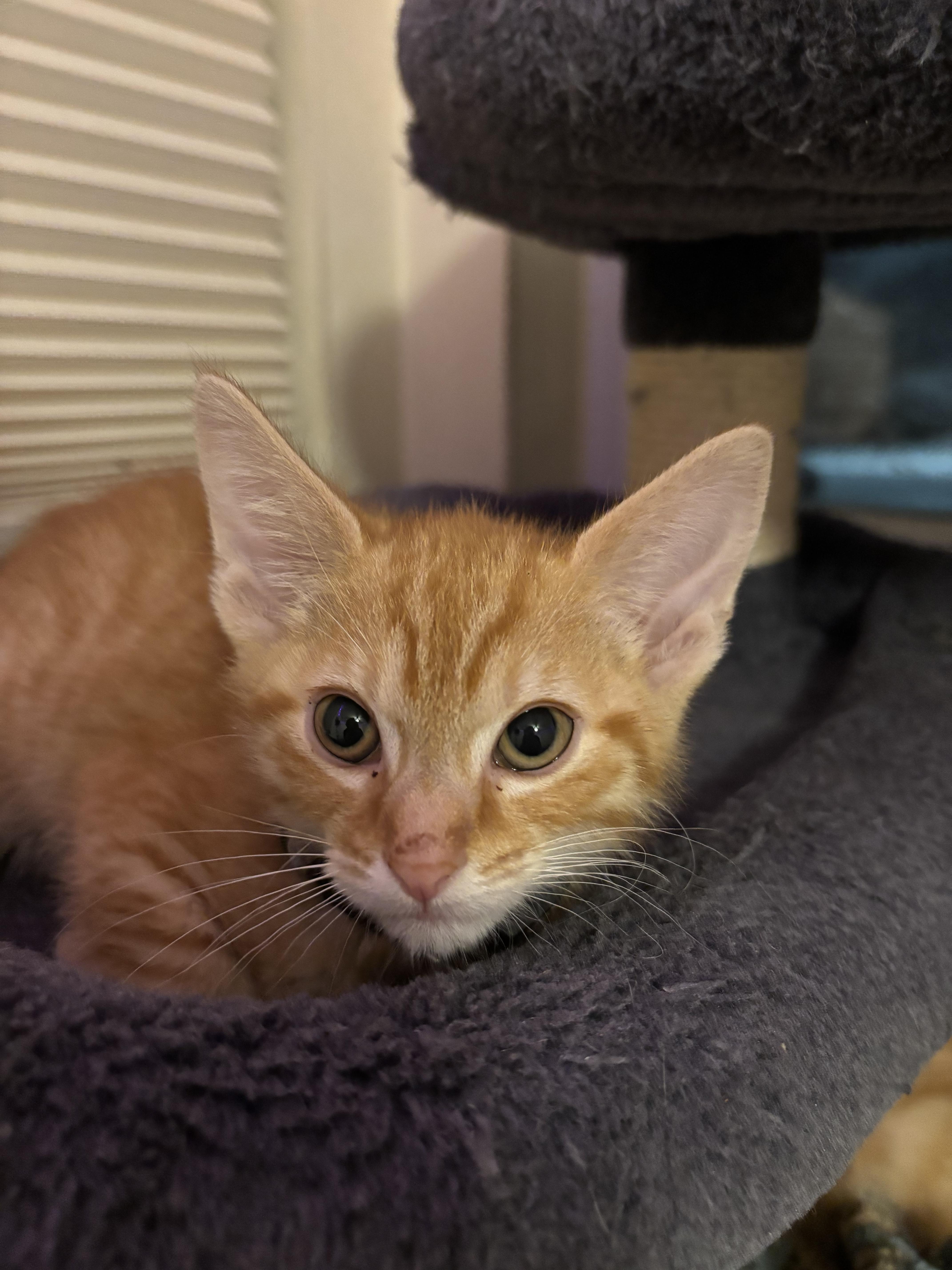 Galaxy, a Adopted mixed breed in Bethel Park, PA image 2/2