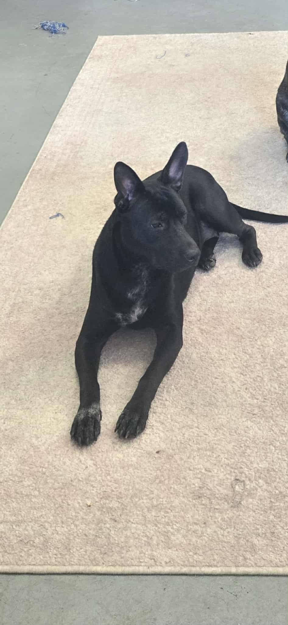 Phoebe Nix, Adoptable, Adult Female American Staffordshire Terrier & Australian Cattle Dog / Blue Heeler.