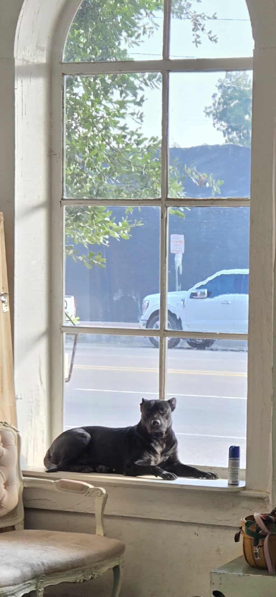 Phoebe Nix, a Adoptable mixed breed in The Woodlands, TX image 2/3