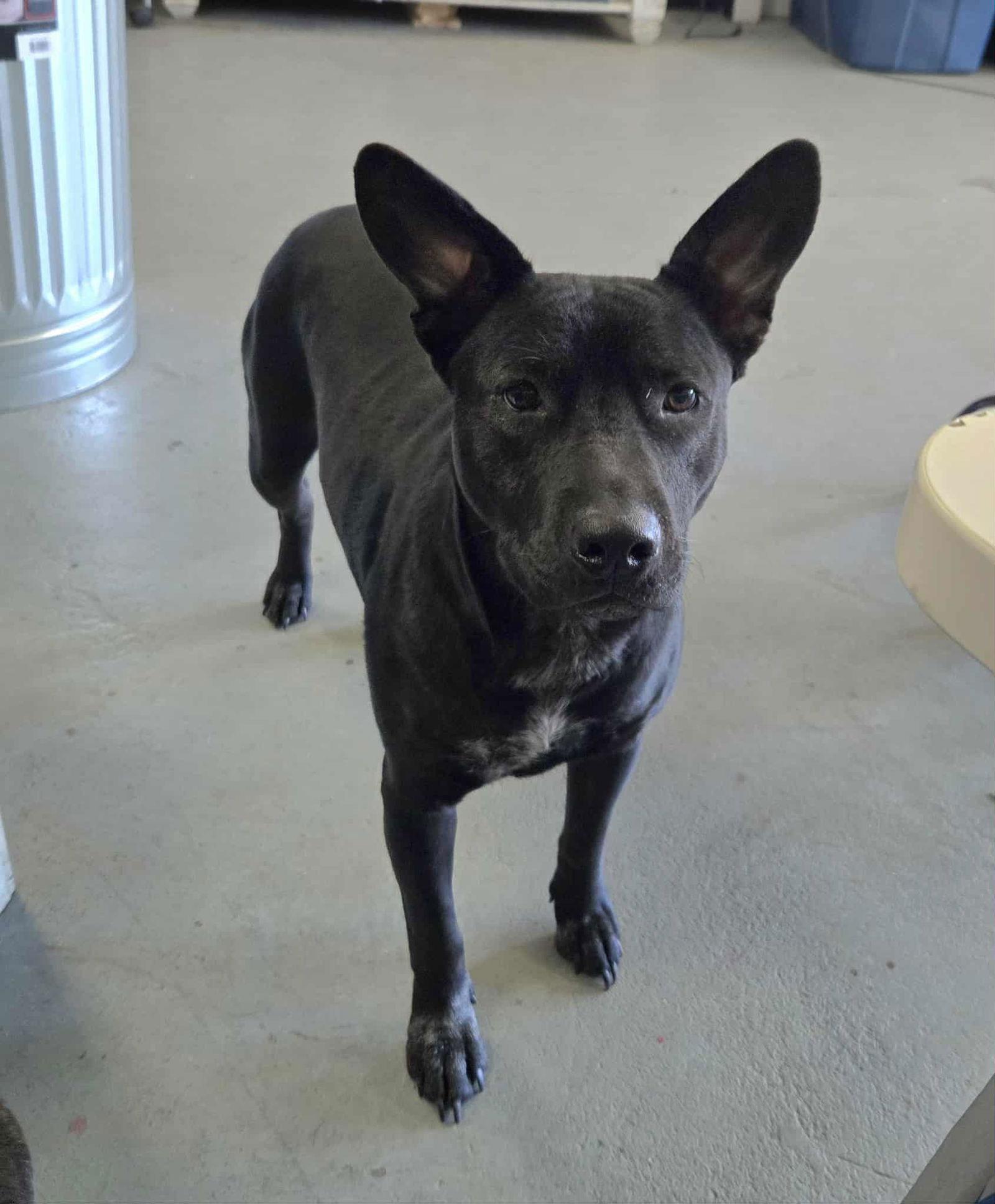 Phoebe Nix, a Adoptable mixed breed in The Woodlands, TX image 3/3