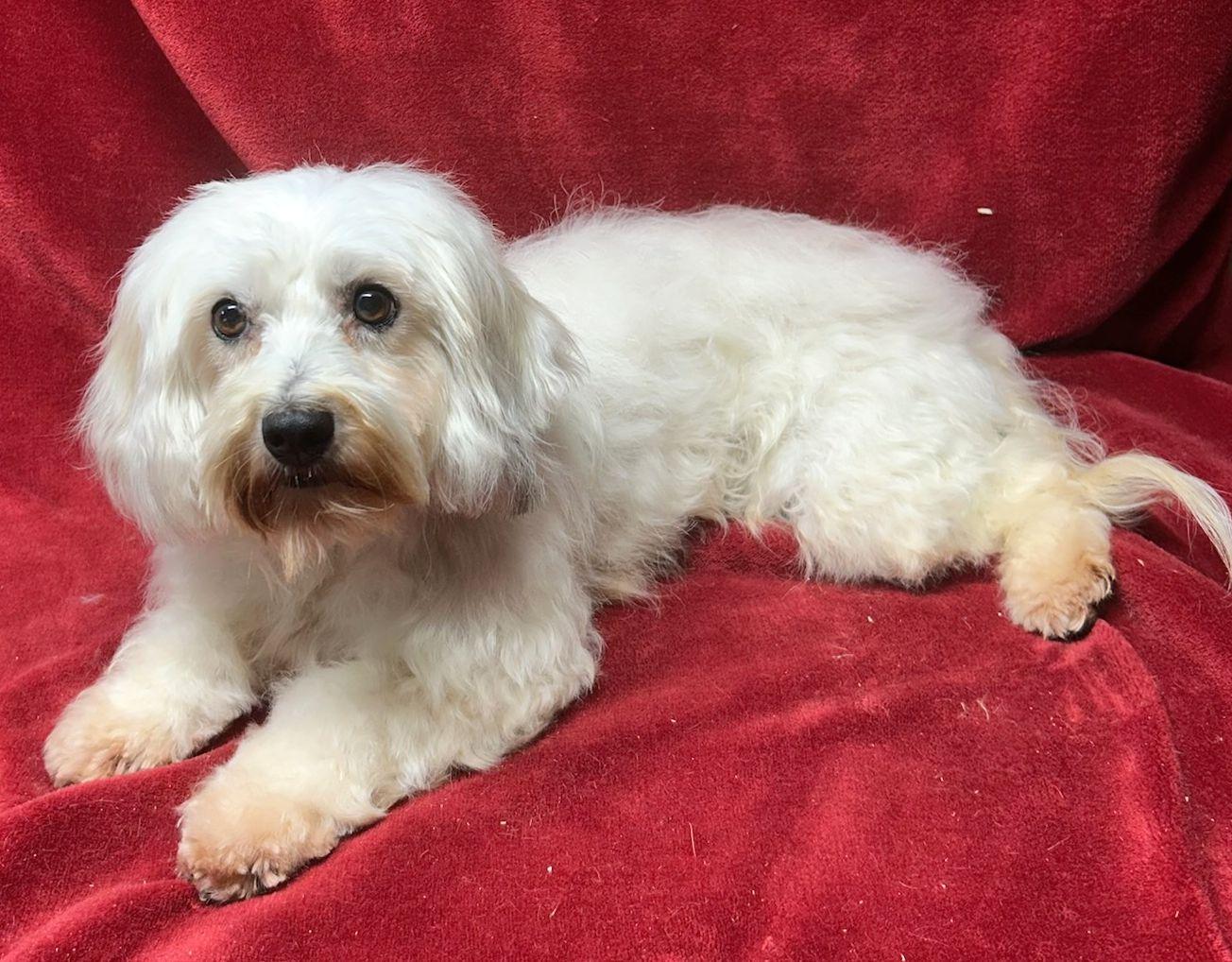 SHAUNA (ohiosdrescue@gmail.com), ADOPTABLE, Adult Female Coton de Tulear.
