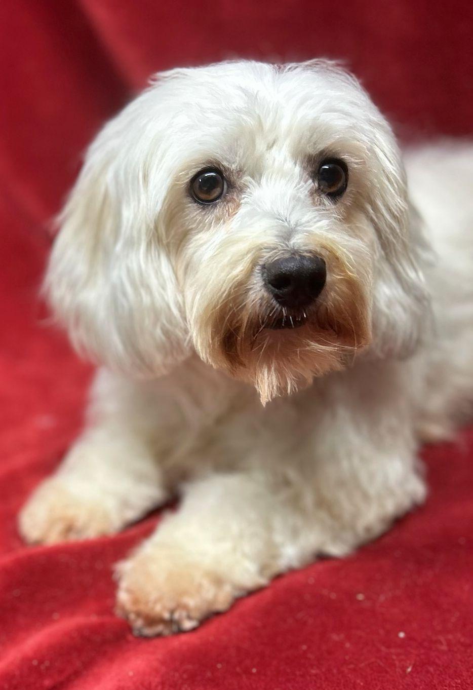 Enlarge SHAUNA (ohiosdrescue@gmail.com), a ADOPTABLE Coton de Tulear in Elyria, OH image 2/3