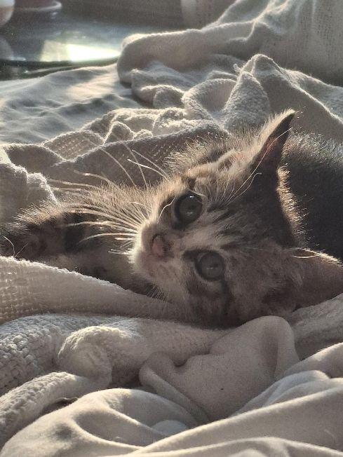 Enlarge Grogu, a Adoptable Domestic Short Hair in Lafayette, LA image 4/6