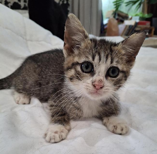 Enlarge Grogu, a Adoptable Domestic Short Hair in Lafayette, LA image 1/6