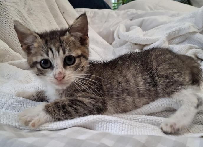 Enlarge Grogu, a Adoptable Domestic Short Hair in Lafayette, LA image 2/6