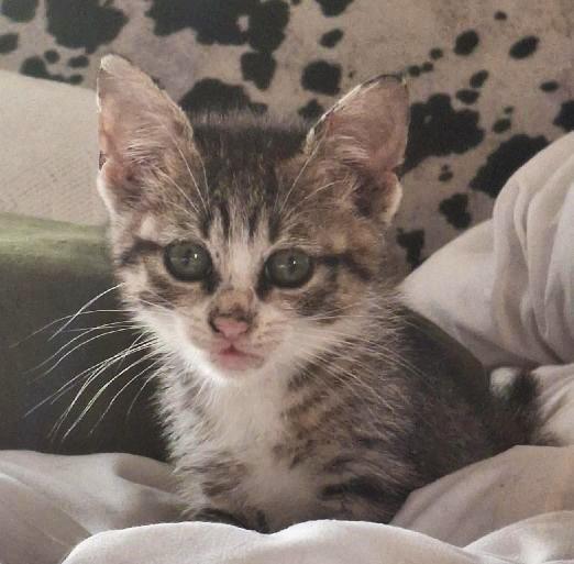 Enlarge Grogu, a Adoptable Domestic Short Hair in Lafayette, LA image 5/6