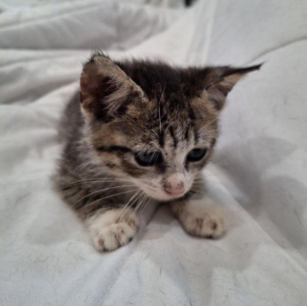 Enlarge Grogu, a Adoptable Domestic Short Hair in Lafayette, LA image 3/6
