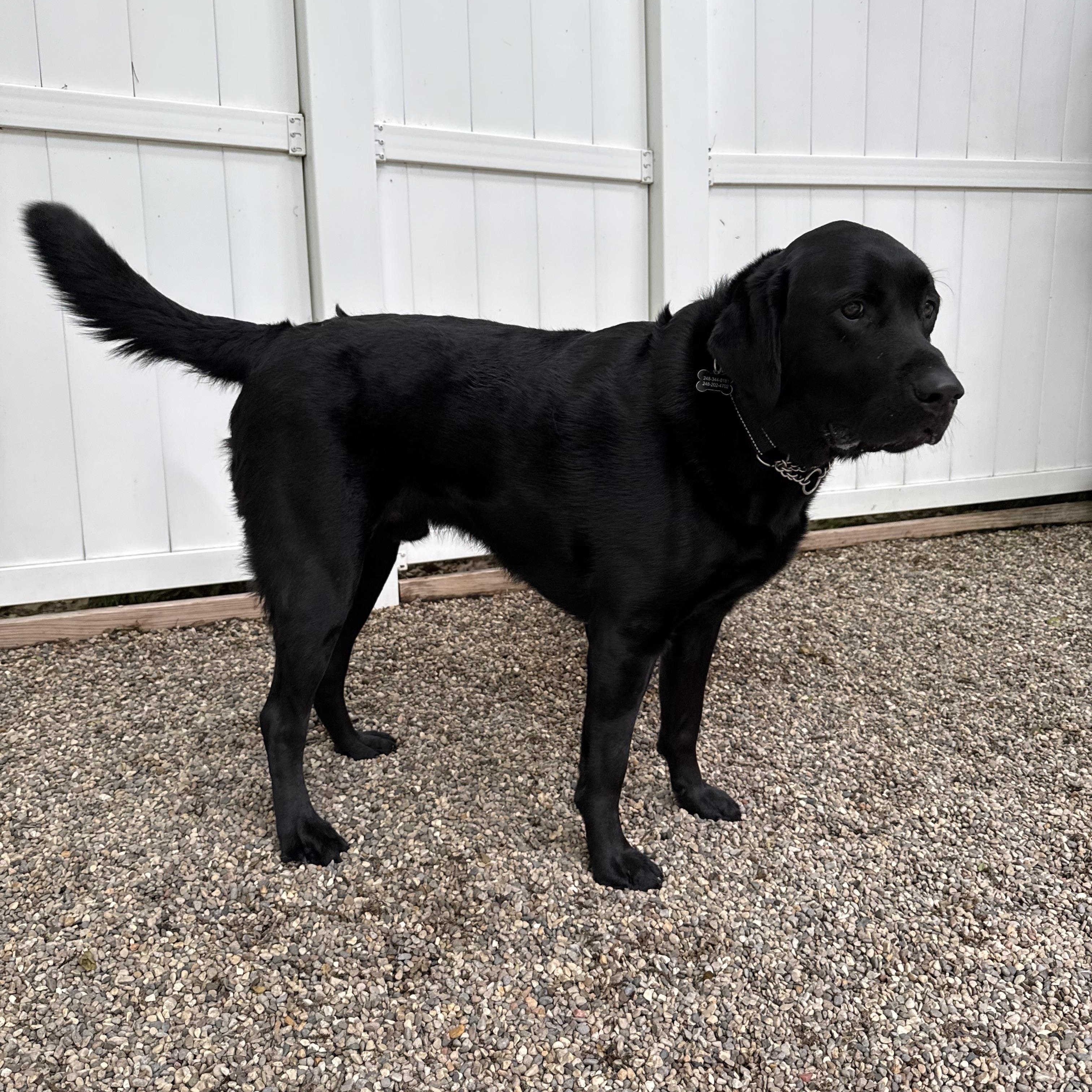Thor, an adopted Labrador Retriever in Novi, MI image 4/5