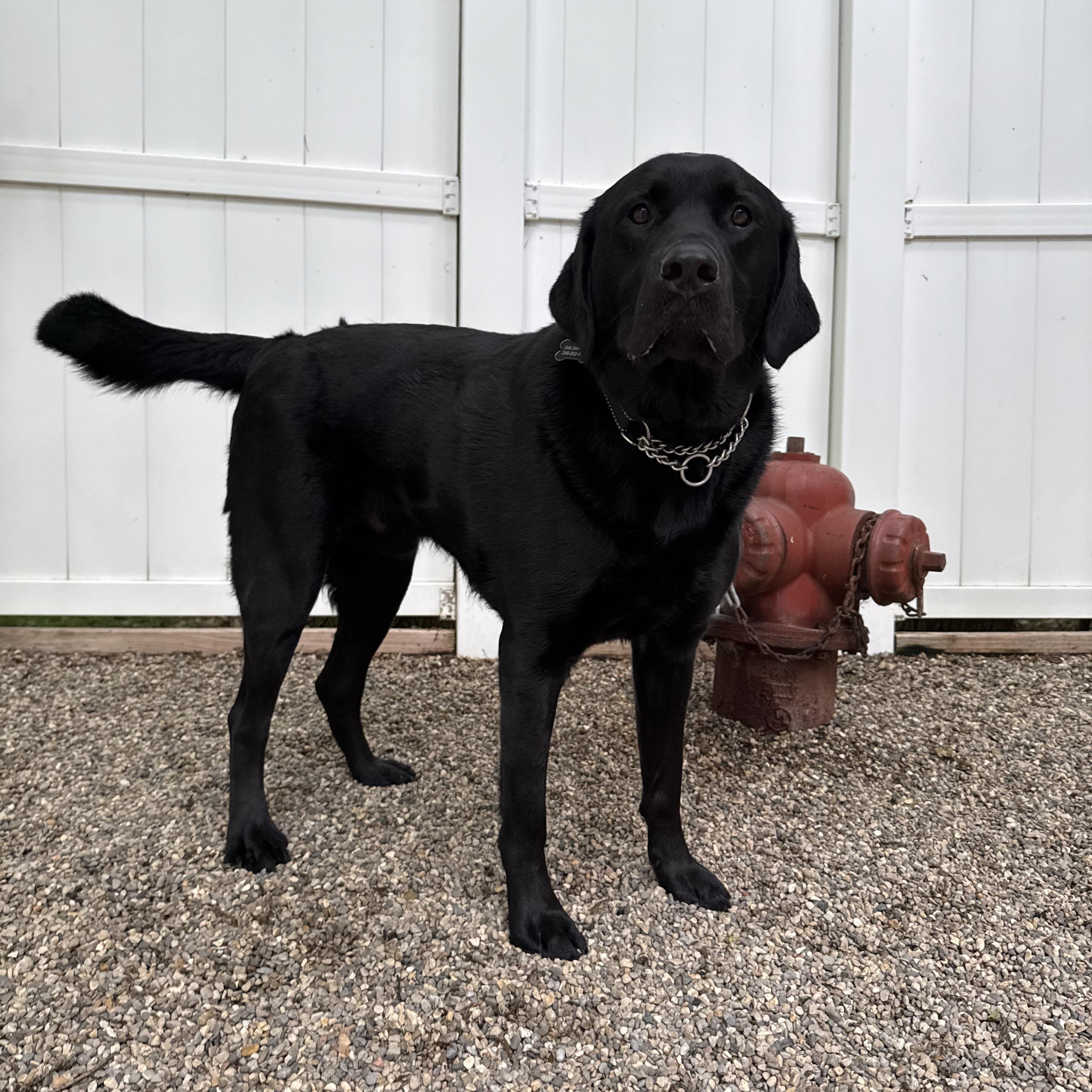 Thor, an adopted Labrador Retriever in Novi, MI image 2/5