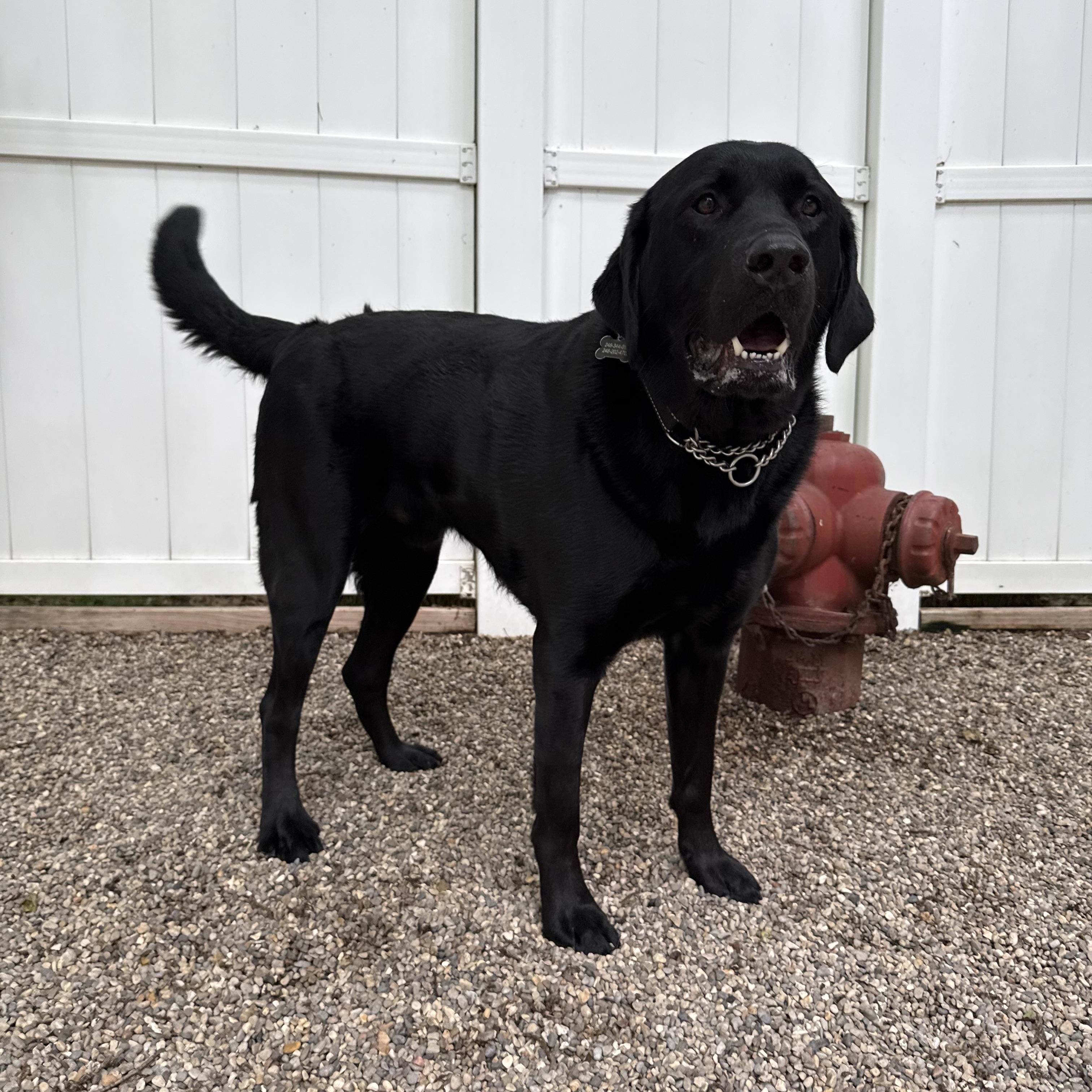 Thor, an adopted Labrador Retriever in Novi, MI image 5/5