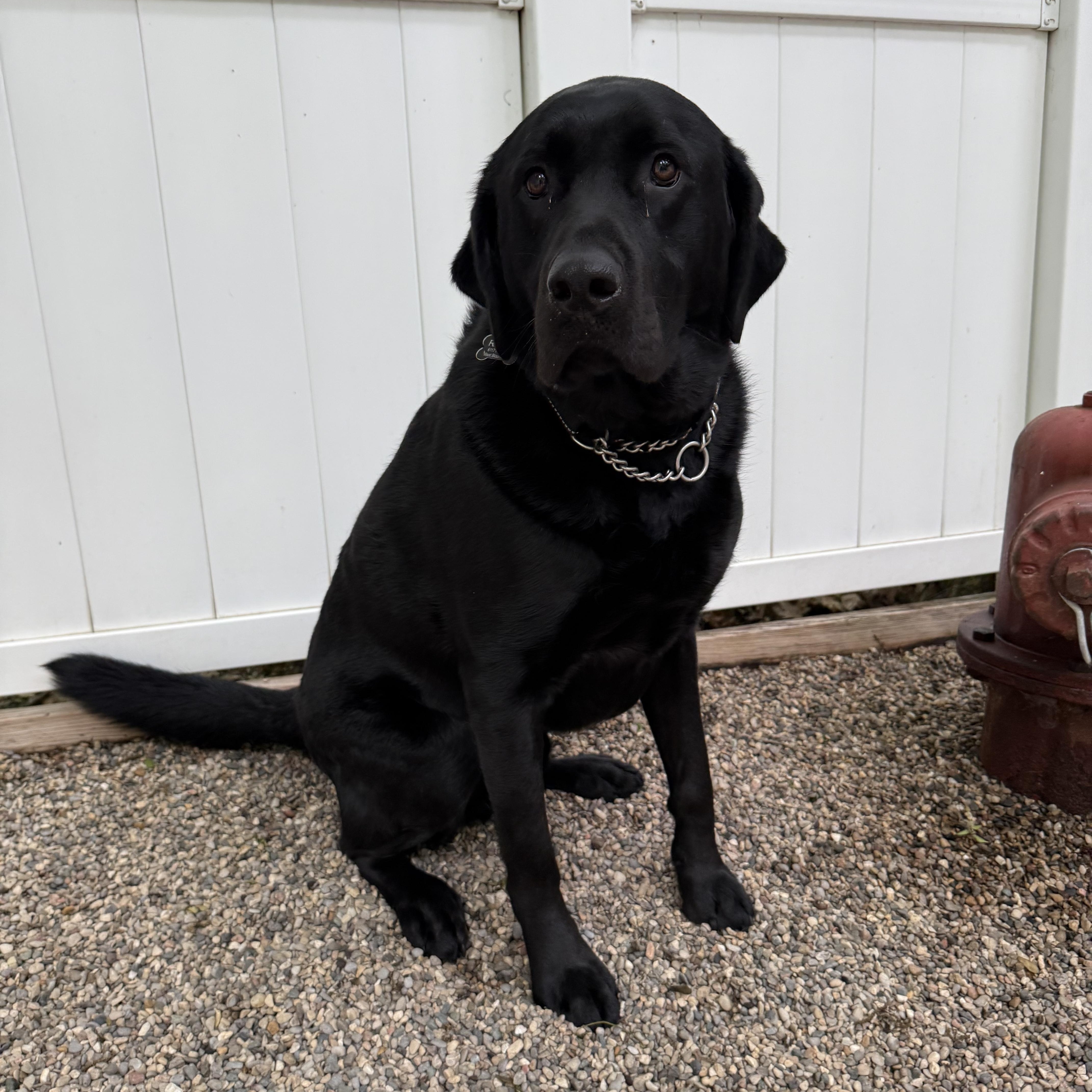 Thor, adopted, Young Male Labrador Retriever.