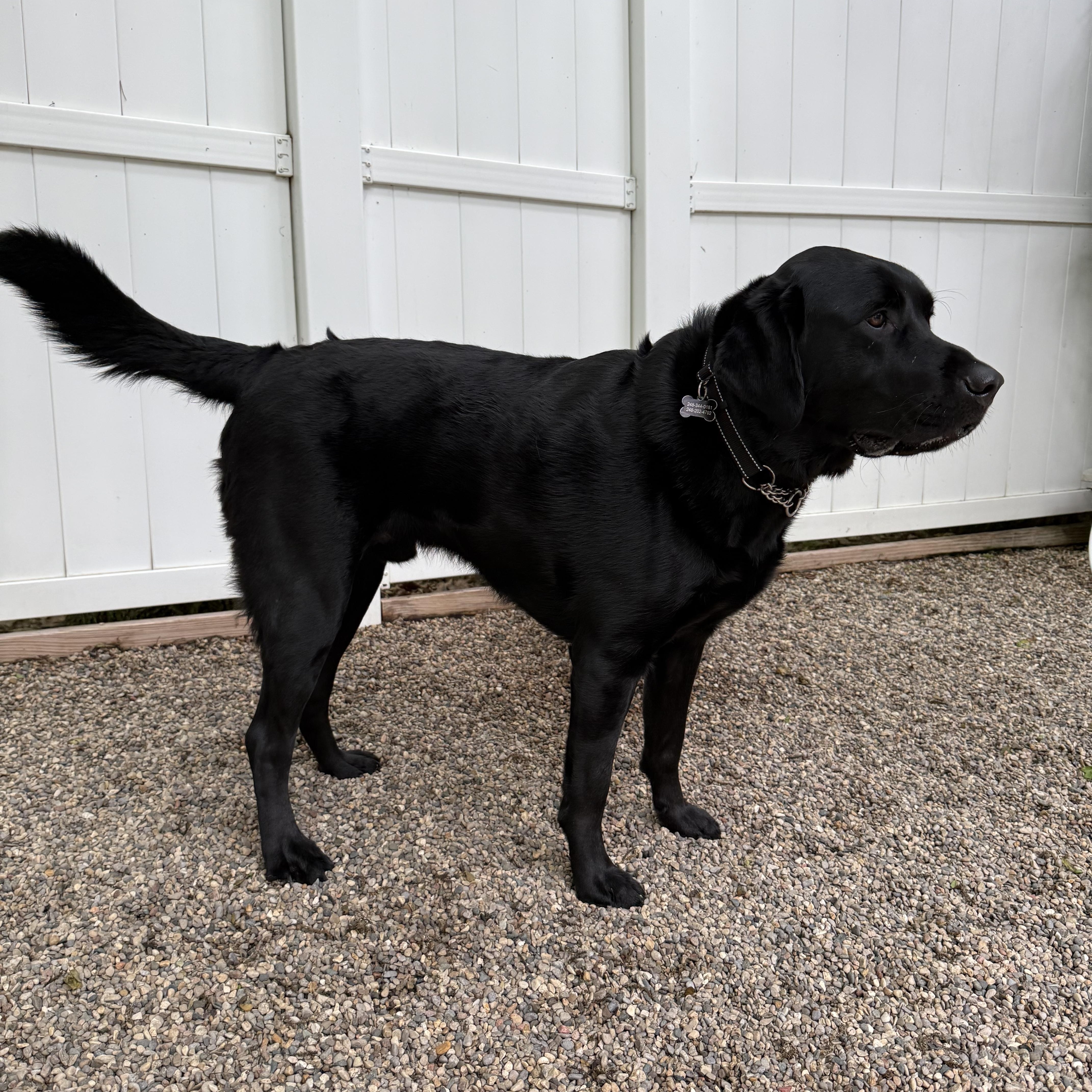 Thor, an adopted Labrador Retriever in Novi, MI image 3/5