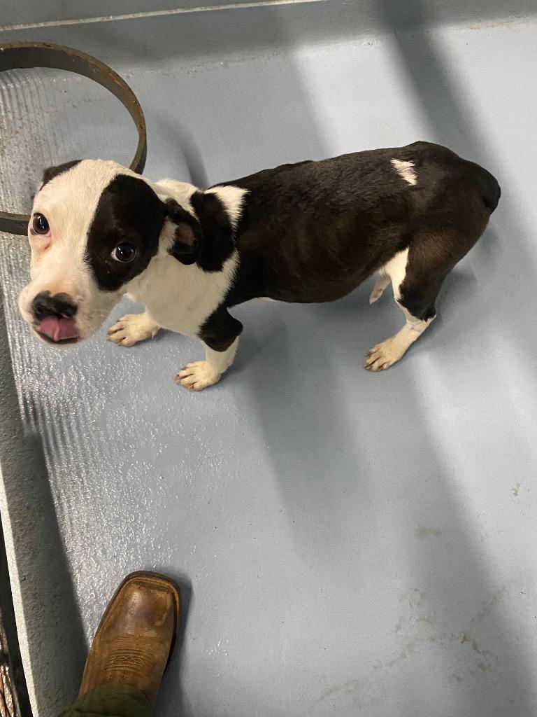 Enlarge Maggie, a Adoptable mixed breed in Cartersville , GA image 1/1