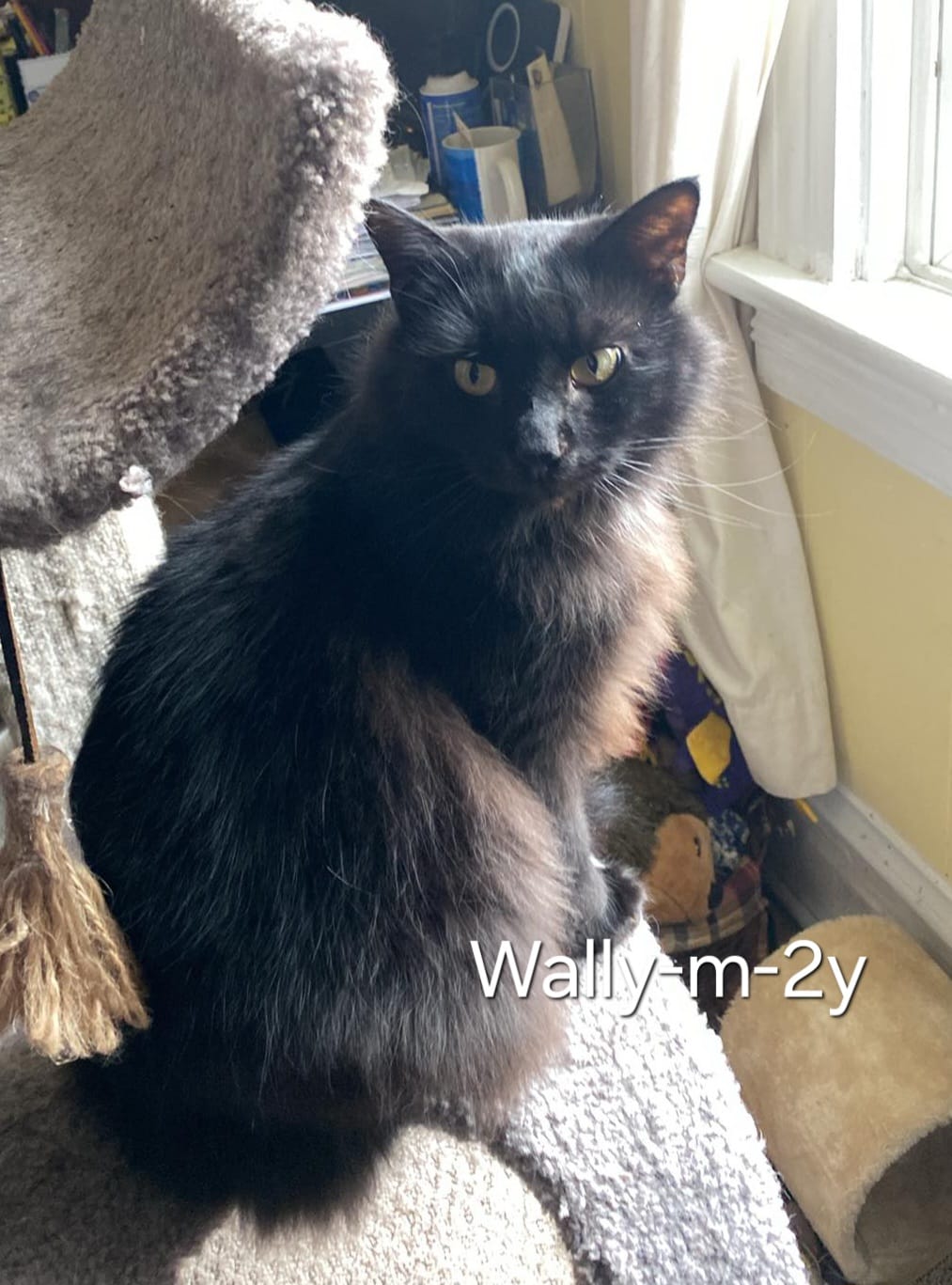 Wally, Adult Male Domestic Short Hair