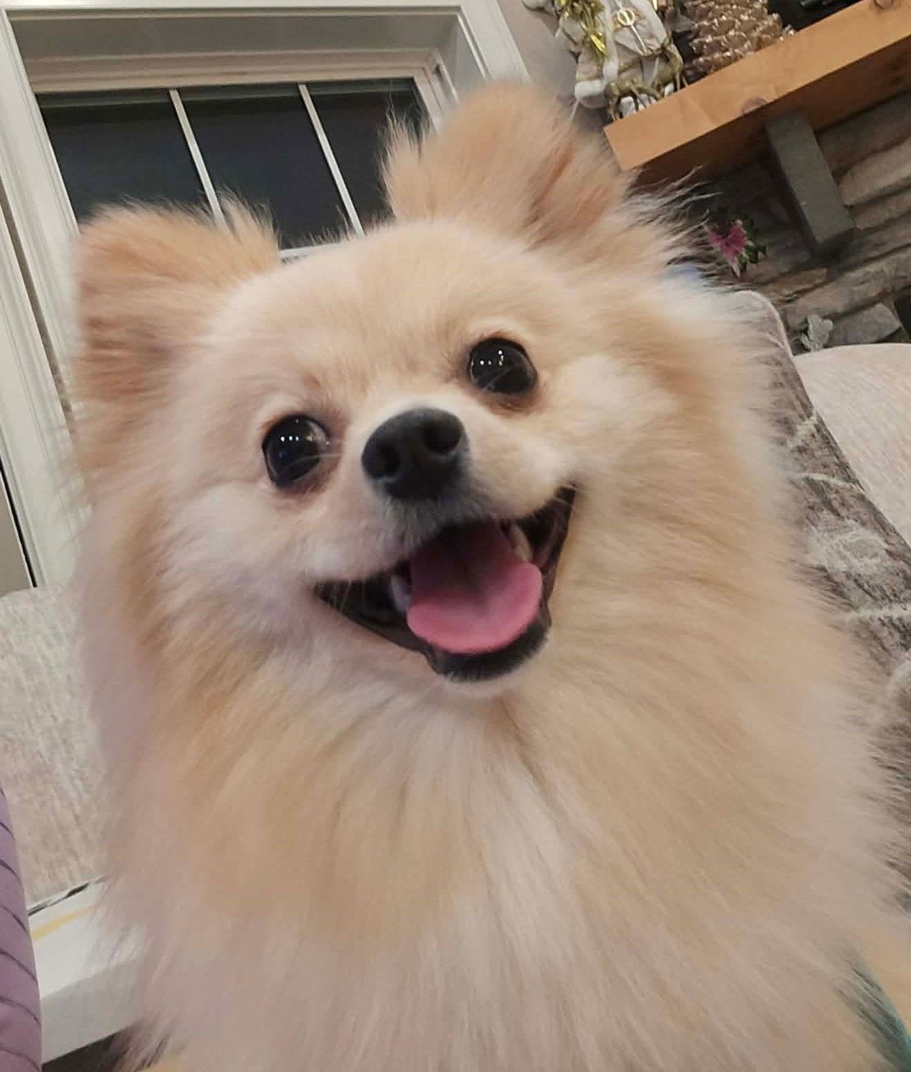 Enlarge Hannah Marie, a Adoptable Pomeranian in Lebanon, PA image 1/3